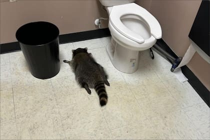 El mapache bebió alcohol de la licorería y se desmayó en el baño