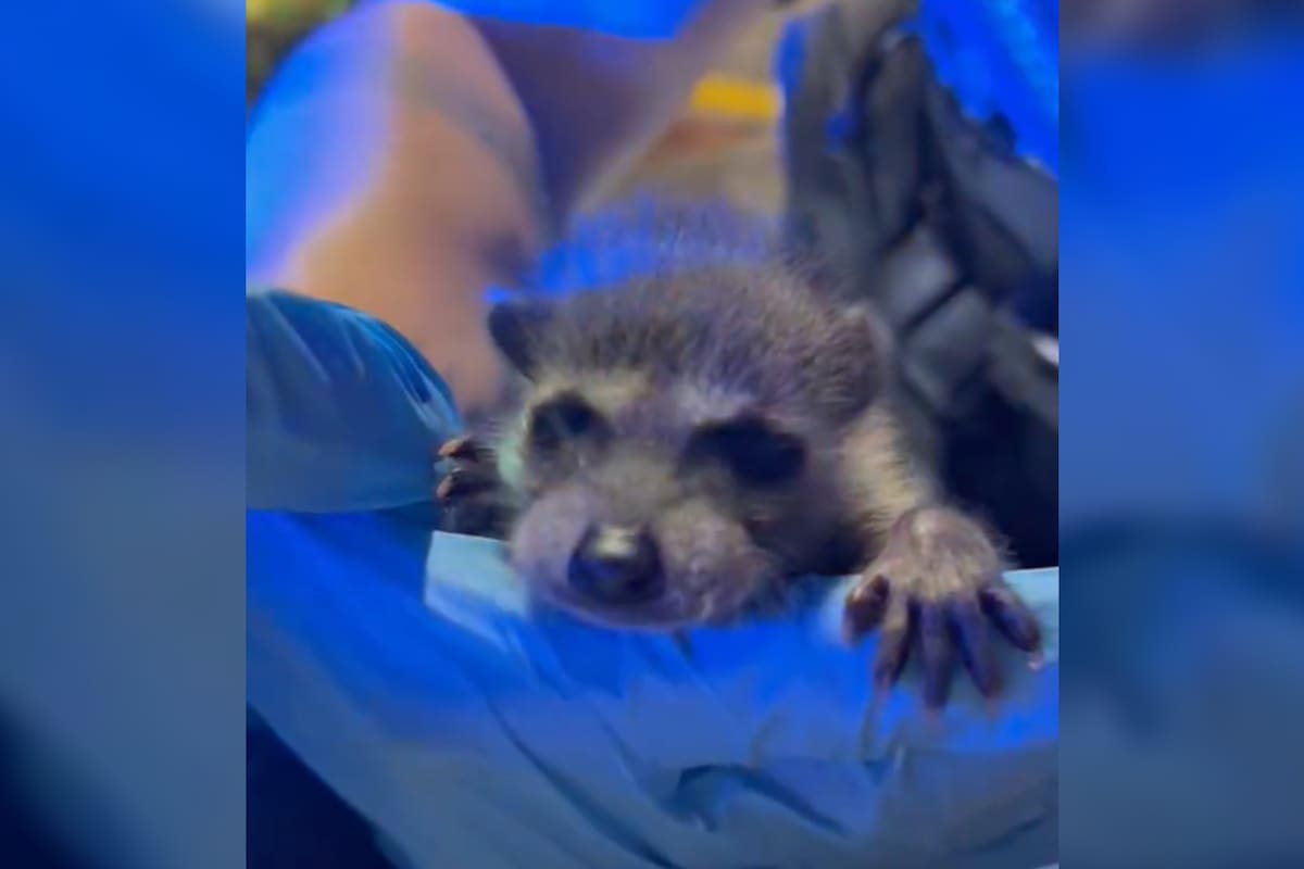 El mapache era trasladado en una mochila, junto con restos de drogas; la mujer que lo transportaba fue detenida por las autoridades, que notaron su conducta errática