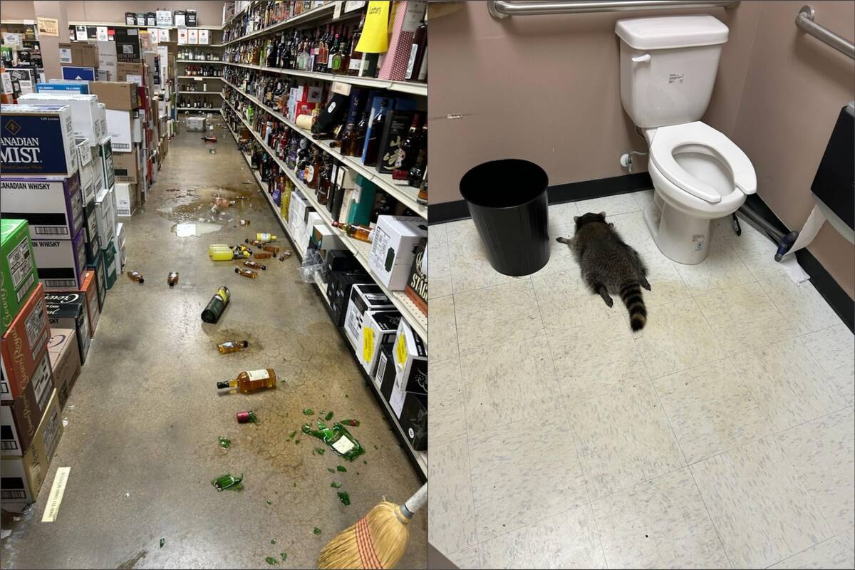 El mapache fue encontrado desmayado en un local de ABC de Virginia el sábado por la mañana