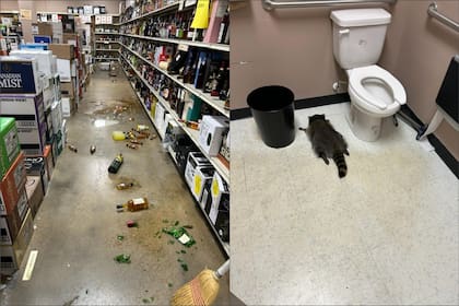 El mapache fue encontrado desmayado en un local de ABC de Virginia el sábado por la mañana