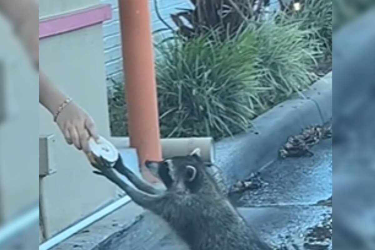 El mapache se acercó hasta la ventanilla de servicio y recibió una dona con glaseado blanco