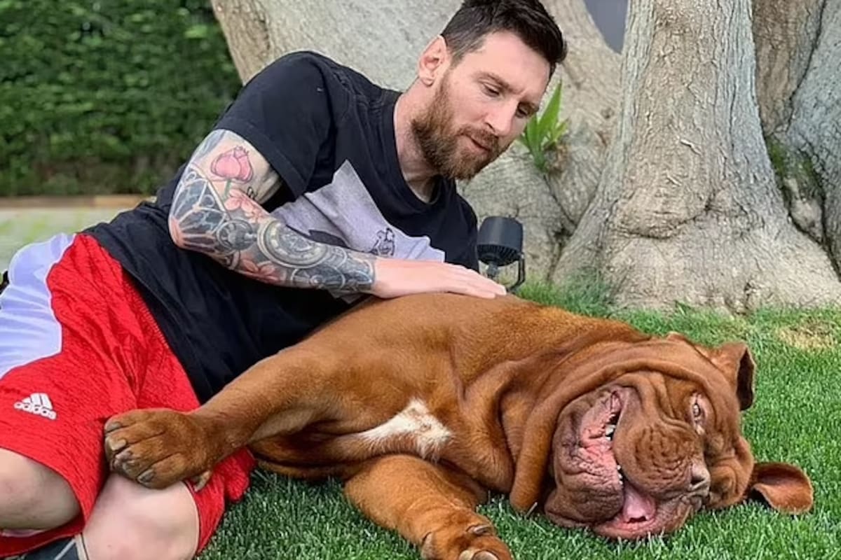 El Mastín Francés, llamado Hulk, llegó a la familia Messi en 2016