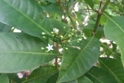 El matalafi (Psychotria insularum) es una planta medicinal de Samoa, que tiene efectos antiinflamatorios similares al del ibuprofeno