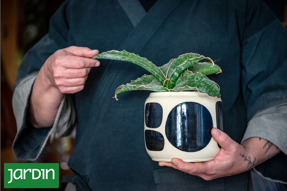 El material de la maceta, el tamaño y el drenaje afectan directamente la supervivencia de tus plantas