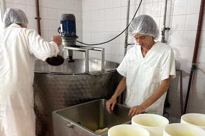 El matrimonio, además, cría vacas Jersey para elaborar quesos de vaca y oveja como el parmerino. También realizan el mimolette, un queso francés muy antiguo, conocido por su color naranja intenso y su sabor a avellanas