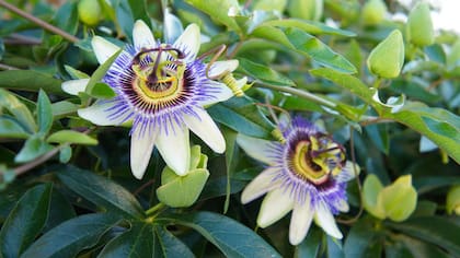 El mburucuyá es también llamada flor de la pasión, pasionaria azul o simplemente pasionaria