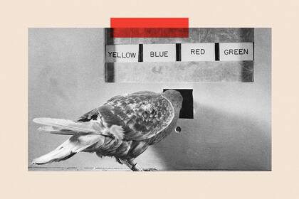 El mecanismo de deslizar de Tinder estuvo inspirado en parte por los experimentos del psicólogo BF Skinner con palomas.