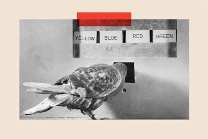 El mecanismo de deslizar de Tinder estuvo inspirado en parte por los experimentos del psicólogo BF Skinner con palomas