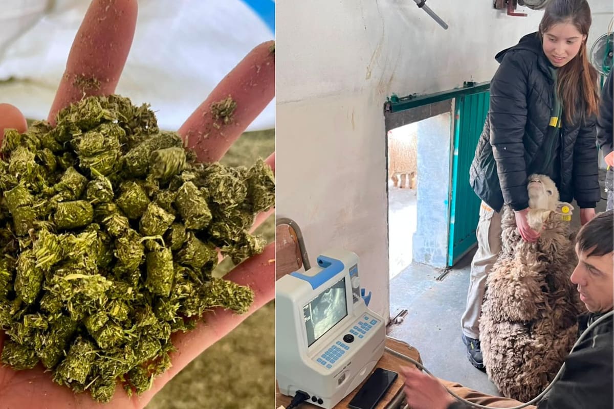 El médico veterinario Martin Kaschewsky y la alumna Dalma Miño mientras realizan una ecografía de control a una oveja alimentada con suplemento de prueba