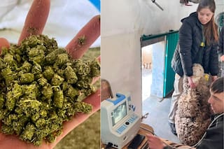Una escuela investiga un valioso suplemento para la producción de una provincia