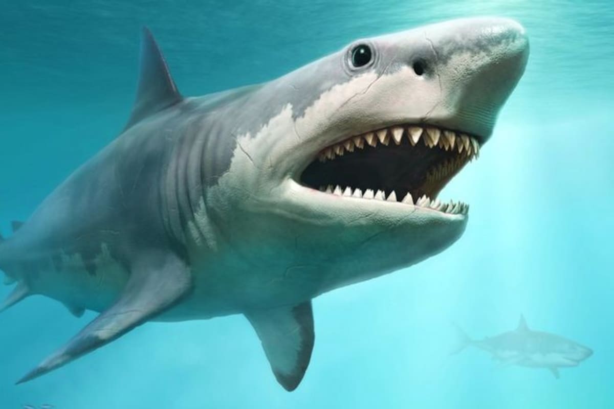 El megalodón es una especie de tiburón extinto que vivió durante las épocas del Mioceno temprano al Plioceno hace millones de años