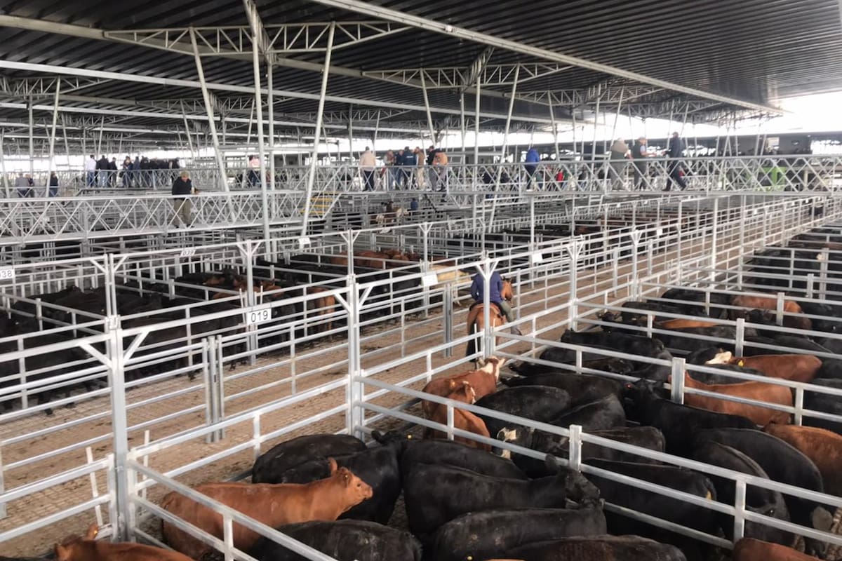 El mejor precio de la jornada fue $2100 por kilo y se pagó por un lote de vaquillonas con 260 kilo de promedio