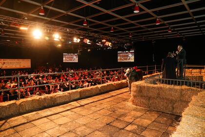 El mejor precio lo tuvo un macho del box 1051, de la cabaña JC, vendido en $14 millones