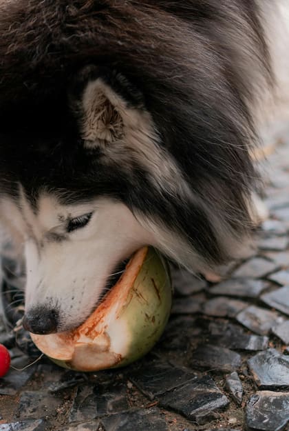 El melón está repleto de nutrientes, tiene pocas calorías y es una gran fuente de agua