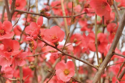 El membrillero del Japón (Chaenomeles speciosa), una delicia ineludible en el invierno. Hay una variedad de flores blancas.