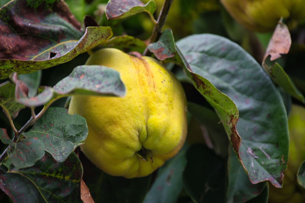 El membrillo es una fruta arraigada en la tradición gastronómica