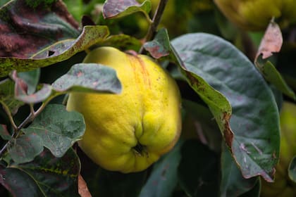 El membrillo es una fruta arraigada en la tradición gastronómica