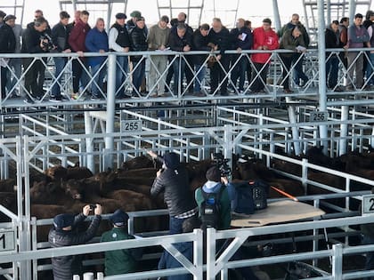 El Mercado Agroganadero de Cañuelas