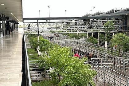 El Mercado Agroganadero de Cañuelas