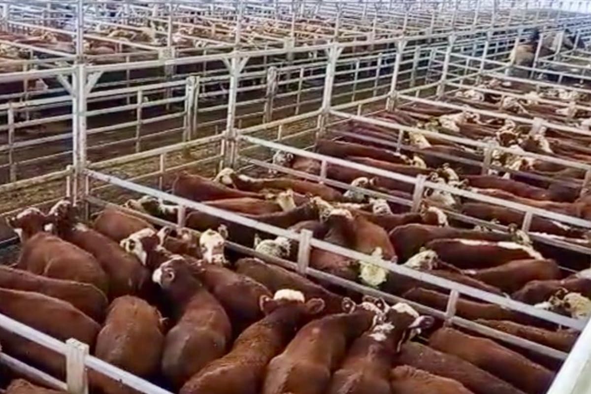 El Mercado Agroganadero de Cañuelas hoy, martes, tuvo un ingreso de 6522 animales descargados de 176 camiones