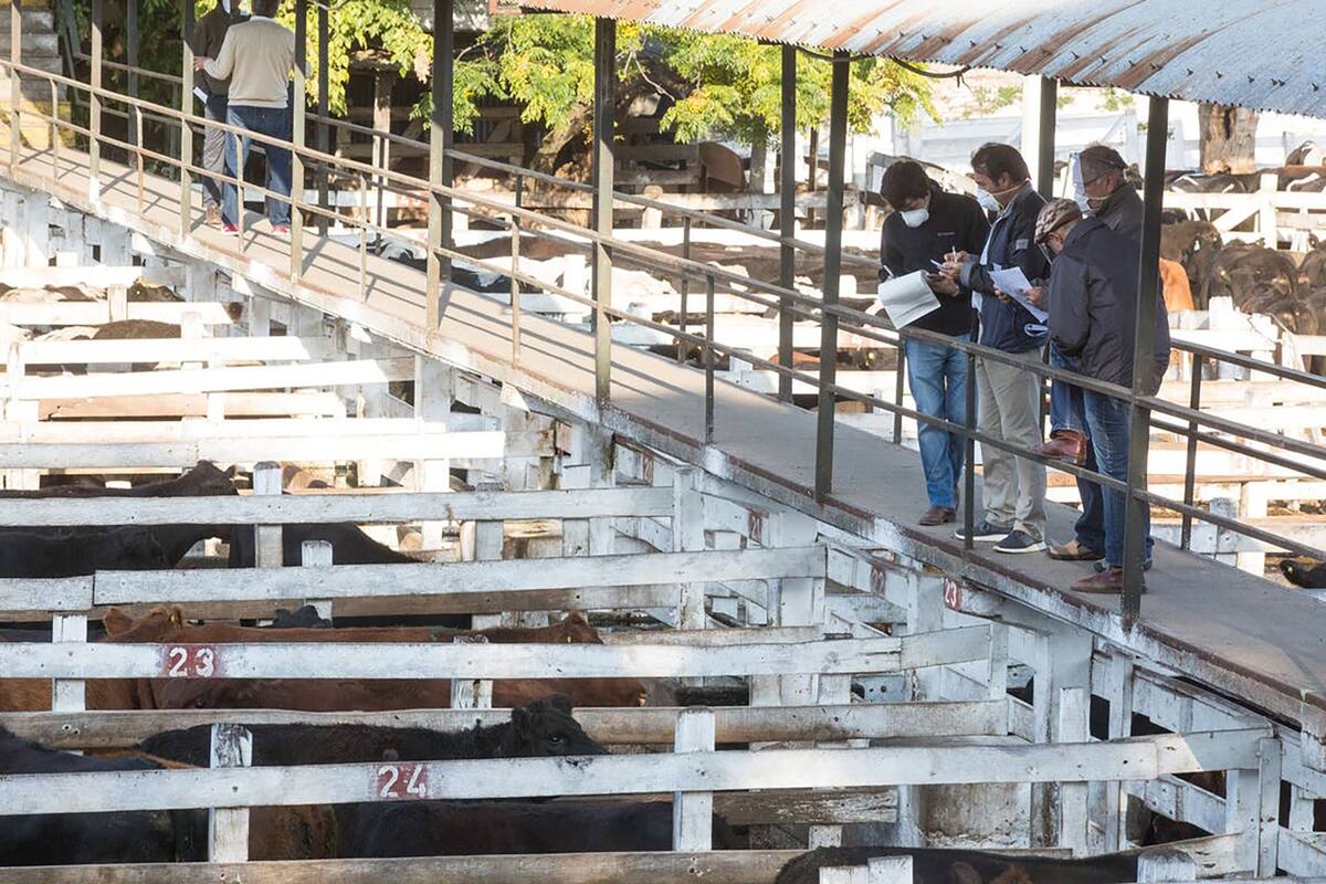 El Mercado de Hacienda de Liniers.