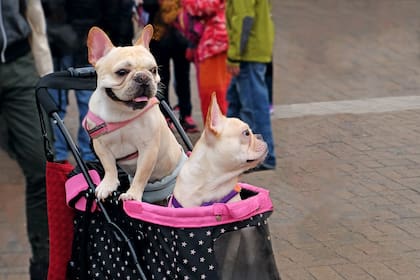 El mercado de mascotas en la Argentina genera US$800 millones al año