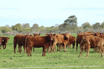 El mercado de reproductores no sólo refleja el valor del producto que genera el toro. También incorpora, en cierta medida, la capacidad económica del criador para afrontar la reposición de sus reproductores