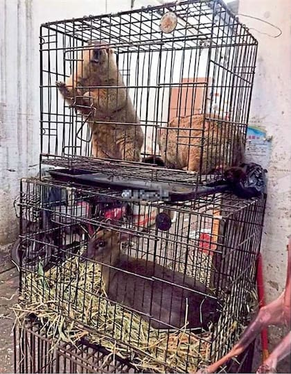 La venta de animales y las condiciones del mercado de Wuhan eran un escenario ideal para la transmisión de virus