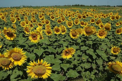 El mercado internacional ha cambiado para el girasol