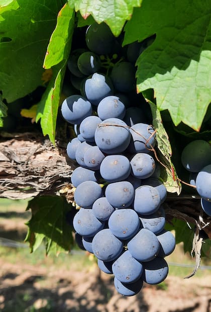 El Merlot es el varietal tinto que Götz buscó plantar en las alturas de Cachi.