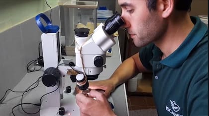 El método aún está en etapa experimental