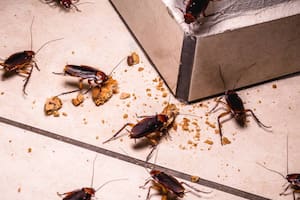 El método casero para eliminar las cucarachas de la cocina