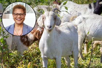 El método de prevención de incencios con cabras consiste en el pastoreo dirigido para lograr un objetivo particular en California