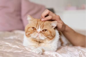 El método efectivo y natural para reducir el estrés y mejorar el comportamiento de estos felinos