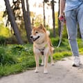 Cómo evitar que tu perro tire de la correa en los paseos en solo tres minutos