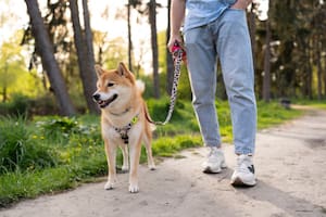 Cómo evitar que tu perro tire de la correa en los paseos en solo tres minutos