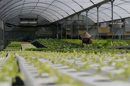 En Pablo Nogués, en 1000 metros cuadrados los Lisanti tienen 18.000 plantas