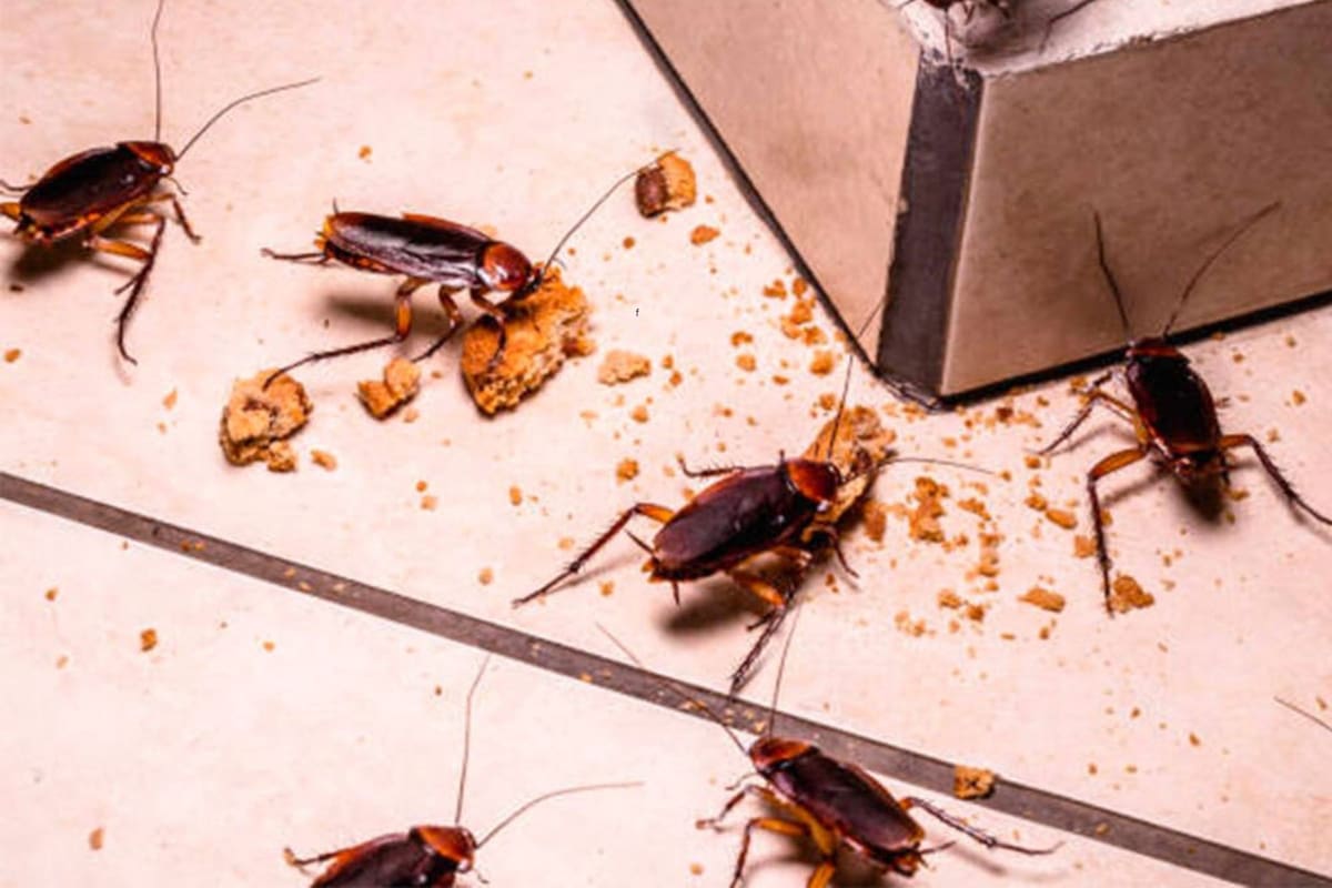 El método natural de decirle “chau” a las cucarachas en el hogar