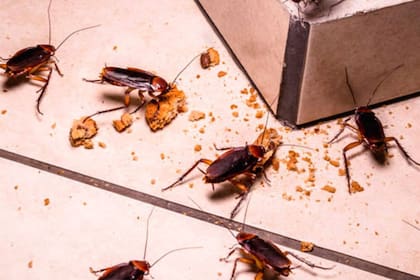 El método natural de decirle “chau” a las cucarachas en el hogar
