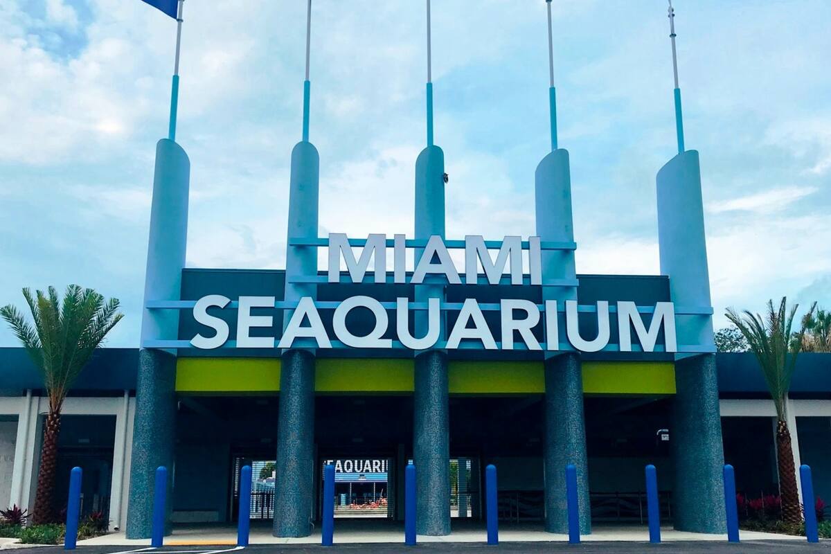 El Miami Seaquarium cerrará sus puertas a finales de 2025 y una empresa de desarrollo asumirá el arrendamiento para transformar el sitio en un nuevo "acuario acreditado" sin mamíferos marinos