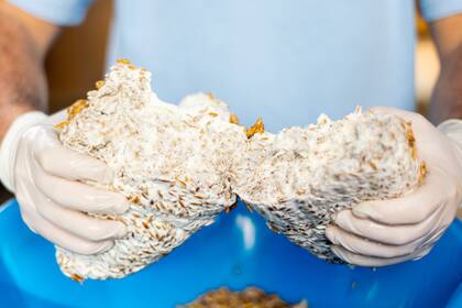 El micelio, la raíz del hongo, que usan en el estudio puede ser Ganoderma Lucidum (Reishi) y Pleurotus Ostreatus (Hongos Ostra)