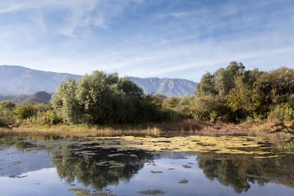El microclima de Traslasierra y sus más de 300 días de sol al año favorecen el desarrollo de aceitunas de alta calidad.