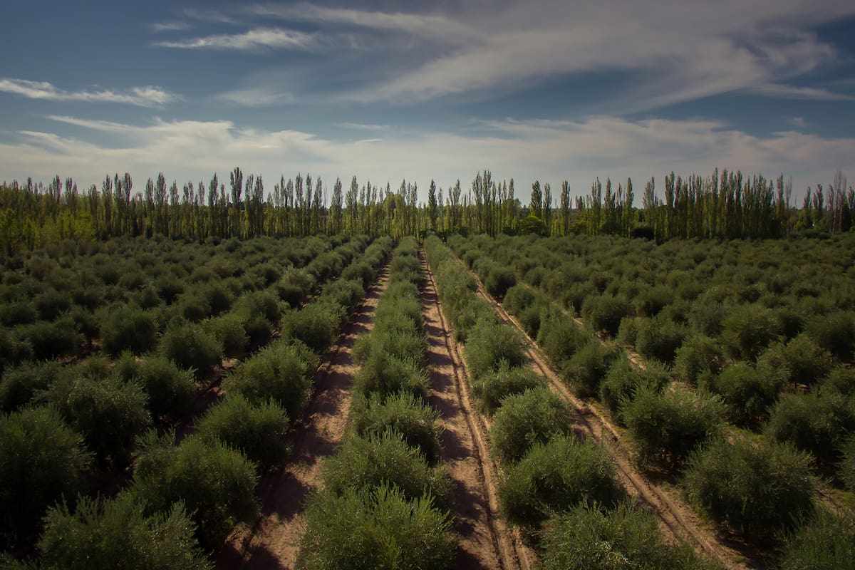 El microclima que se genera por la humedad del mar protege naturalmente el cultivo de las heladas
