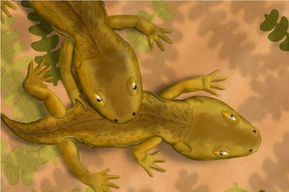 El Micropholis stowi es un anfibio del tamaño de una salamandra que vivió en el Triásico temprano