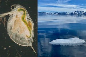 El microscópico zooplancton actúa como un equipo de limpieza natural en Lake Tahoe, EE.UU.