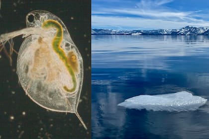 El microscópico zooplancton actúa como un equipo de limpieza natural en Lake Tahoe, EE.UU.