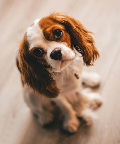 El miedo en los perros es una emoción intensa que puede llevarlos a evitar situaciones que les resultan aterradoras