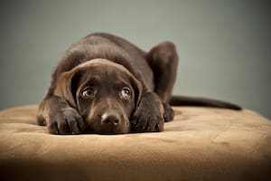 El miedo en los perros se manifiesta en sus cuerpos