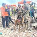 Bart, el perro rescatista argentino que ayudó a salvar a dos chicos atrapados en Venezuela y fue elogiado por Milei