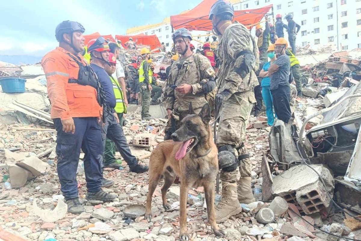 El Ministerio de Defensa publicó fotos del perro Bart durante el rescate
